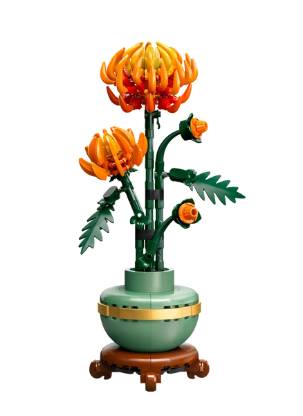 Krysantemum