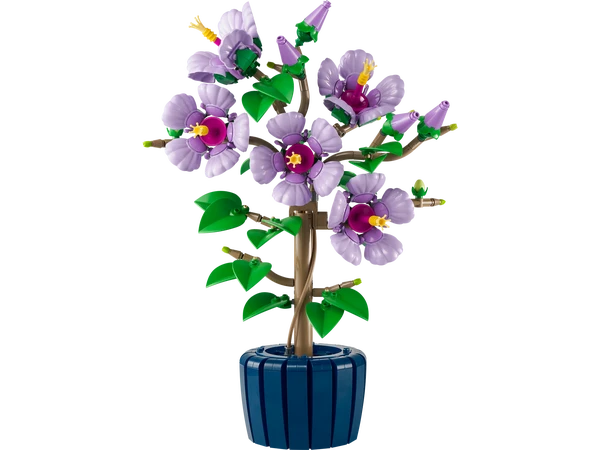 Hibiscus