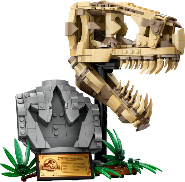 Dinosaurfossiler: T. rex-kranium