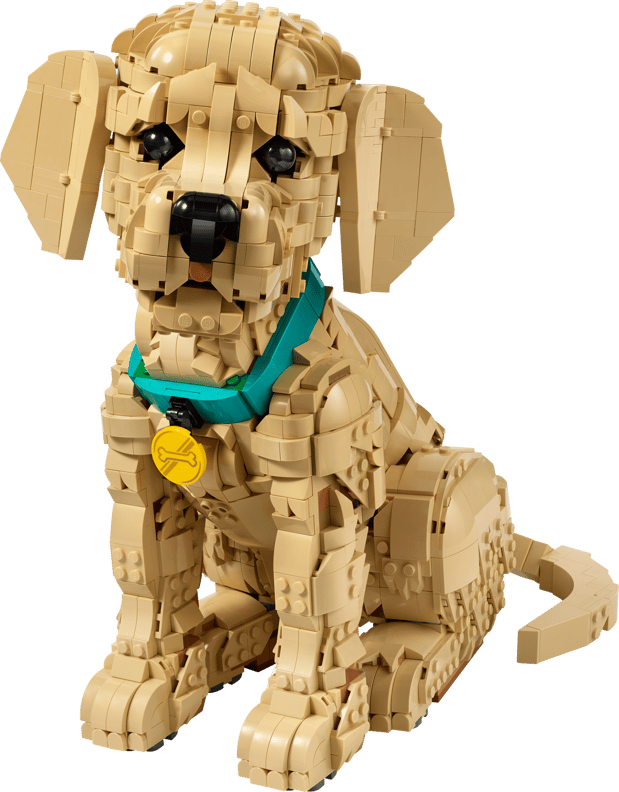 Golden retriever-hvalp (11384)