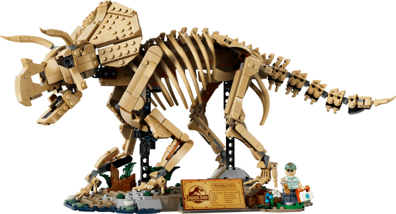 Dinosaurfossiler: Triceratops (77985)
